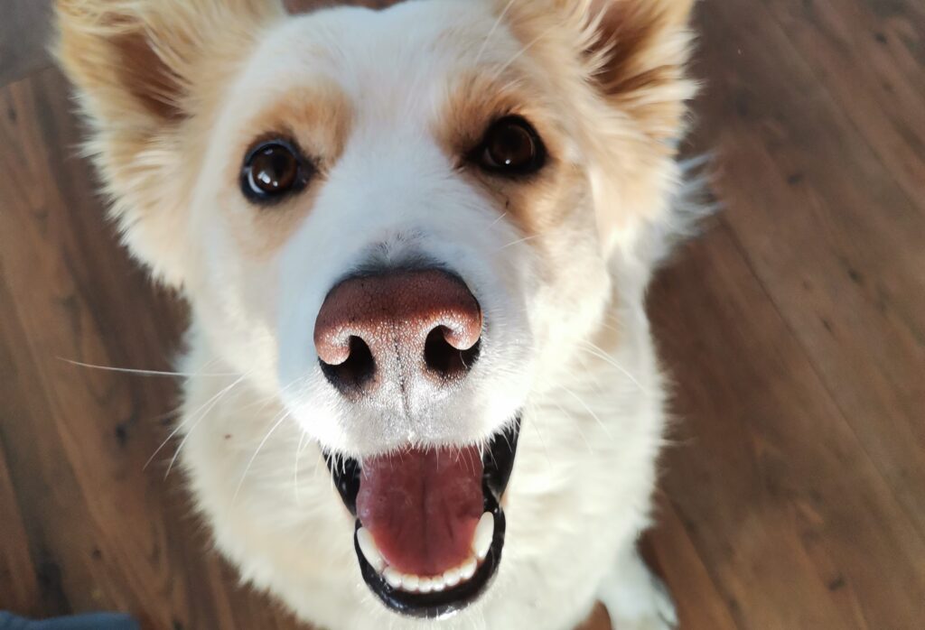 Dogoterapia